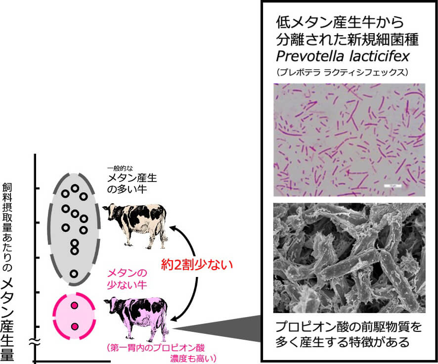 一般的なメタン産生の多い牛と比較してメタンの少ない牛は第一胃内のプロピオン酸の前駆物質を多く産生する特徴がある