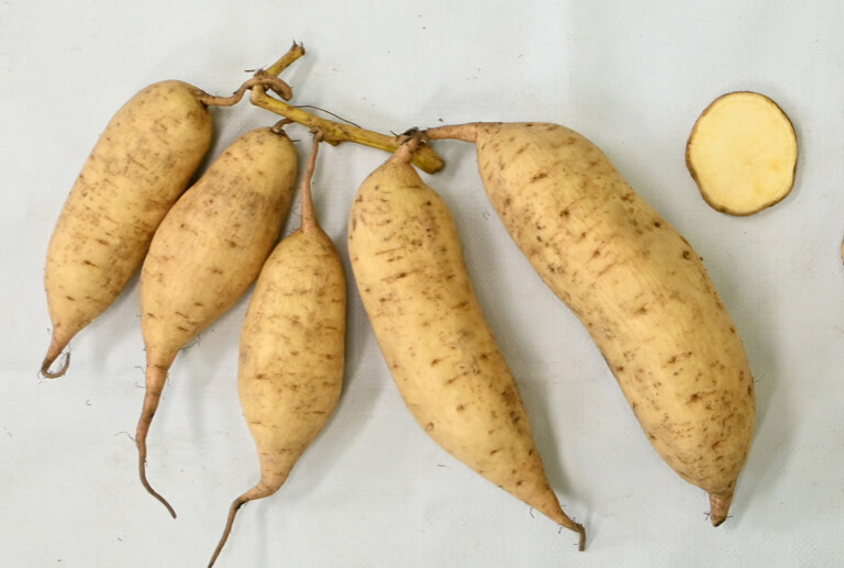 「みちしずく」塊根の写真