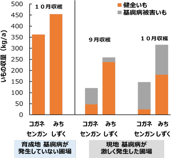 基腐病が発生していない圃場と激しく発生した圃場で、「みちしずく」と「コガネセンガン」それぞれの収量を比較した図。「みちしずく」は「コガネセンガン」より基腐病に強く、多収。