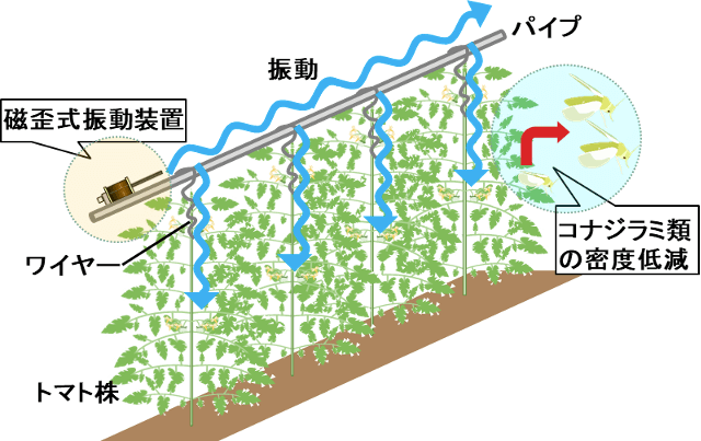 トマト栽培施設内のパイプに設置した磁歪式振動装置（東北特殊鋼製）から、ワイヤー経由でトマト株に振動を伝達することで、コナジラミ類の密度が低減するイメージ図