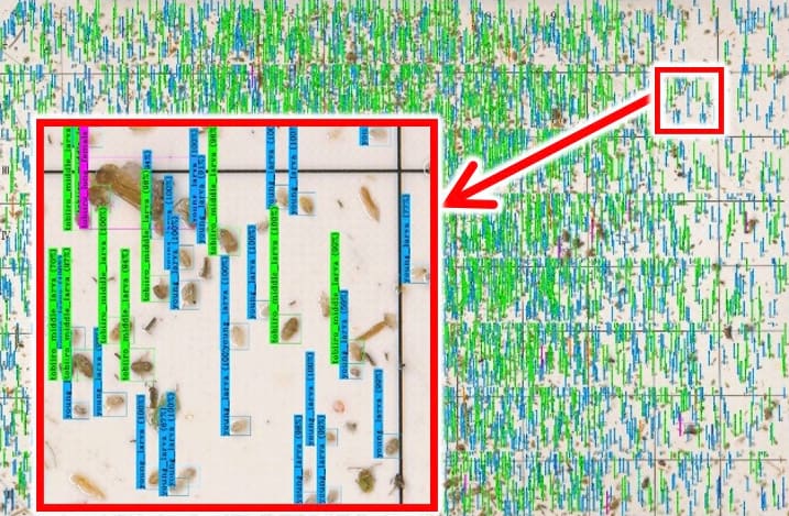 画像認識AI技術でイネウンカ類のみを、自動検出した図