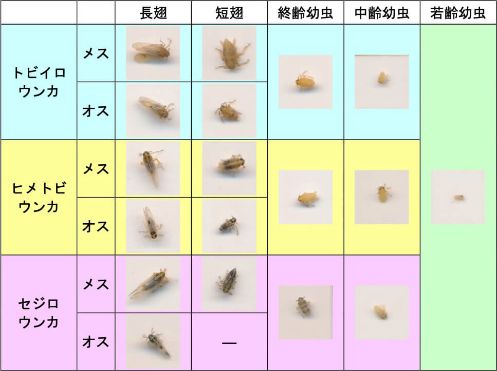 調査対象となるイネウンカ類3種（トビイロウンカ、ヒメトビウンカ、セジロウンカ）18分類一覧表