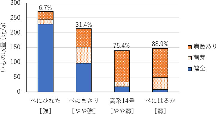 サツマイモ基腐病汚染ほ場において標準黒マルチ栽培を行い収量を比較した図。「べにひなた」は他の品種に比べ健全ないもが多く収穫できる。
