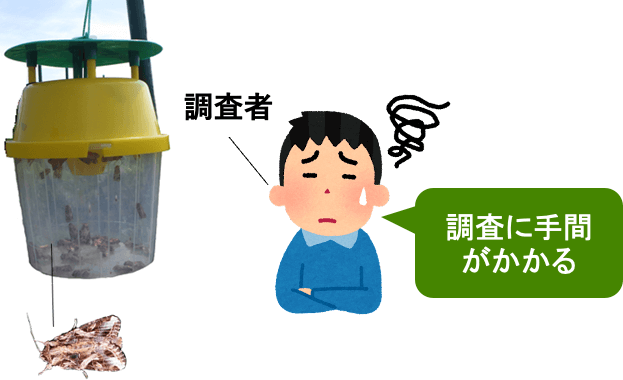フェロモントラップの写真。特定の害虫を誘引するフェロモン剤を付けたプラスチック製容器・粘着板等を使って捕虫数を人力で調査するため、手間がかかる。