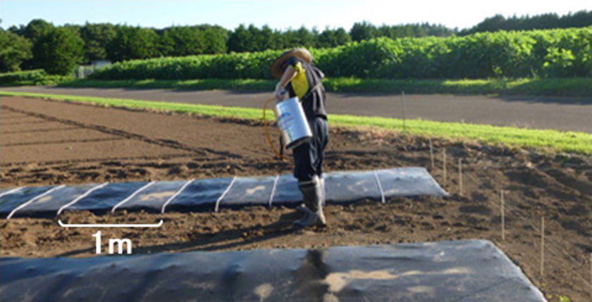 市販の生分解性マルチフィルムへの分解酵素散布処理試験を行っている写真