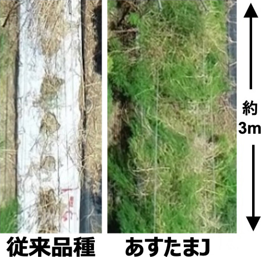 殺菌剤無散布条件下の露地畑において、従来品種と「あすたまJ」を上空から撮影し比較した写真