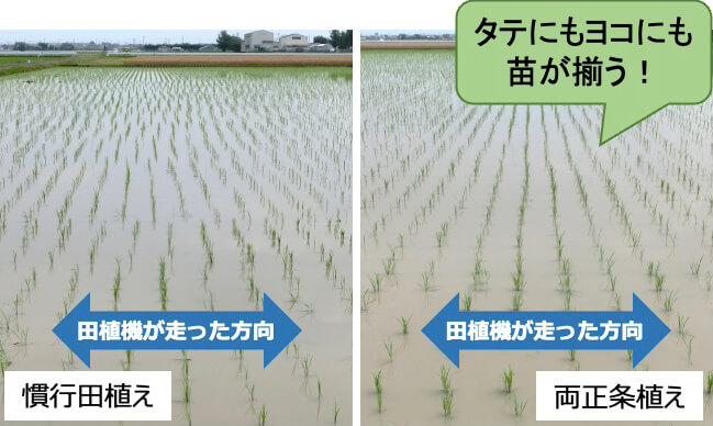 「慣行田植え」と「両正条植え」を実施した水田を比較できる写真。「両正条植え」はタテにもヨコにも苗が揃う。