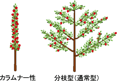 りんごの樹姿「カラムナー性」と「分枝型（通常型）」を比較した模式図