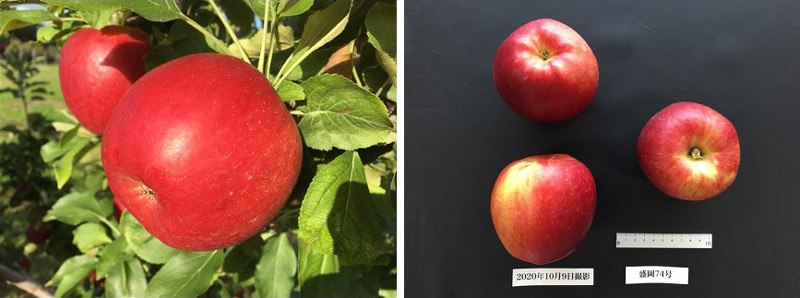 「紅つるぎ」の果実写真。左は樹上、右は収穫後の写真。