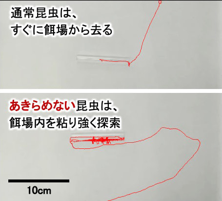 餌の探索をすぐにあきらめる通常の昆虫と、あきらめずに探索を続ける昆虫を歩行させ、その移動履歴を赤線で示し、行動の違いを比較した写真。