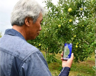 スマートフォンの気象予測サービスアプリで降霜予報をチェックしている写真。