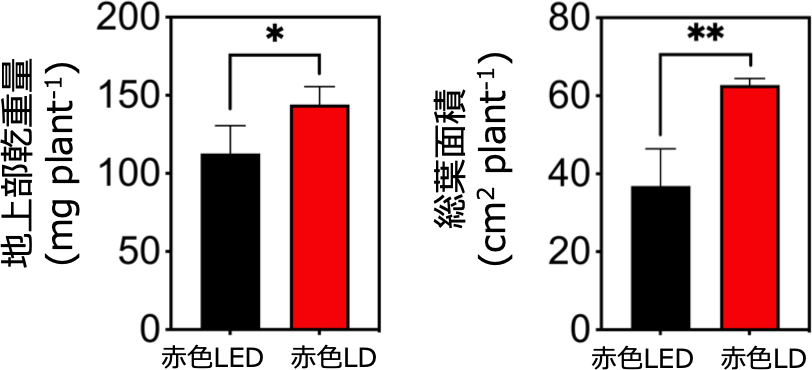 LEDとLDを地上部乾重量及び総葉面積で比較した図。
