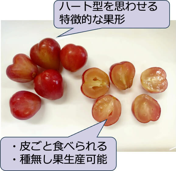 ぶどう新品種「サニーハート」の写真。ハート型を思わせる特徴的な果形。皮ごと食べられる。種無し果生産可能。