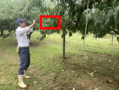 ももの樹の周囲を移動しながら動画を撮影している写真