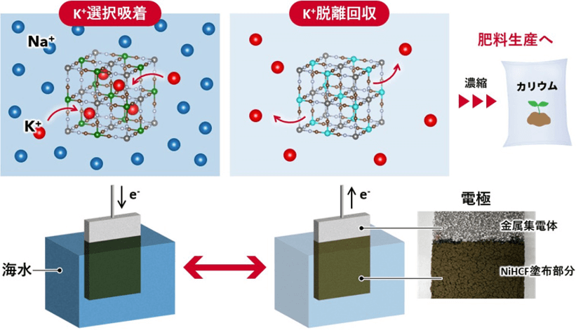 プルシアンブルー型錯体による海水からのカリウム資源回収のイメージ図