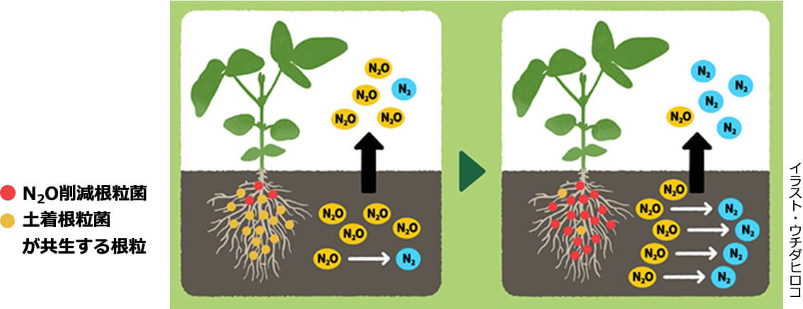 土壌中における「N₂O削減根粒菌」と「土着根粒菌と共生する根粒」の違いを示した模式図。イラスト・ウチダヒロコ