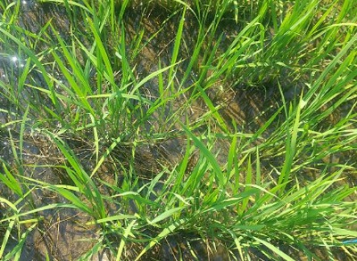 除草機処理（イネ生育良）