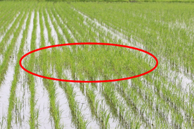 直播水田でまん延したコウキヤガラ