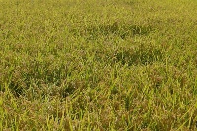 2年間総合防除体系を実施した実証事例