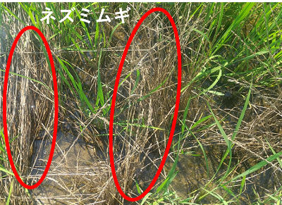 無処理（イネ生育悪）