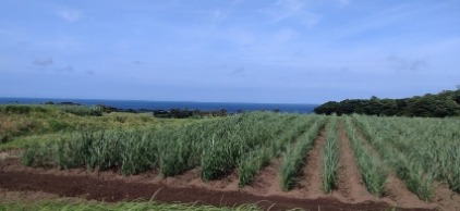 サトウキビ栽培の様子