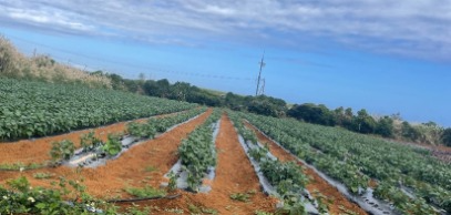 ばれいしょ栽培の様子
