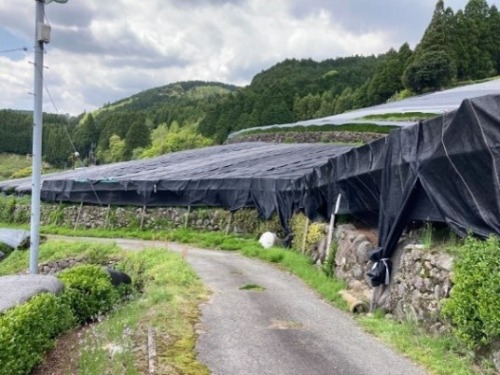 棚掛け被覆てん茶栽培