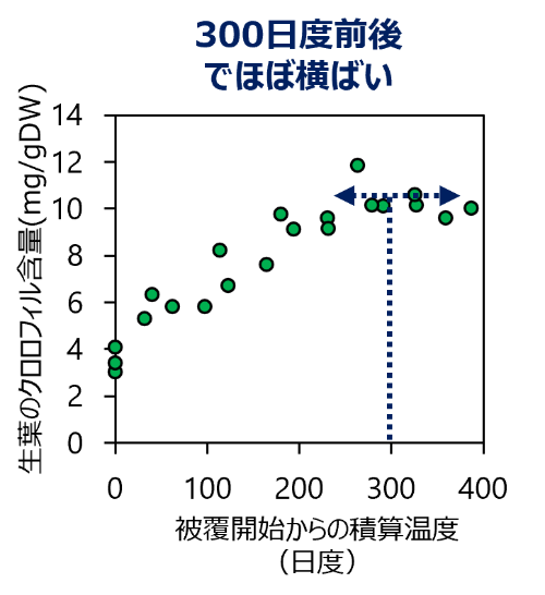 被覆開始からの積算温度と クロロフィル含量（緑色成分)