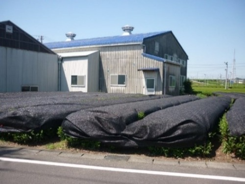 直掛け被覆てん茶栽培