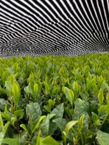 アルミ蒸着資材