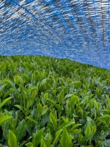 青＋シルバー資材