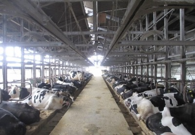 図１繋ぎ牛舎での飼養