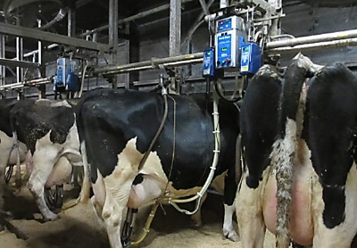 図２既存の搾乳ユニット自動搬送装置での搾乳作業