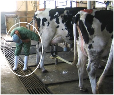 搾乳状況確認作業