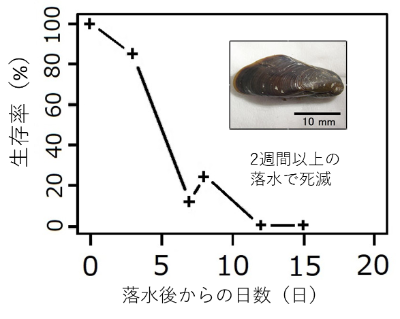 貯水池の落水後におけるカワヒバリガイの生存率の推移