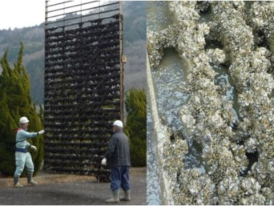 水利施設のスクリーンに張り付いたカワヒバリガイ