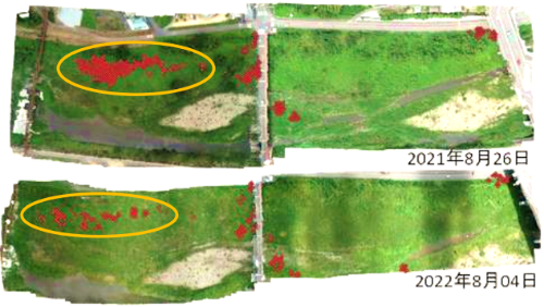 空中写真判読によるアレチウリ群落（赤色）