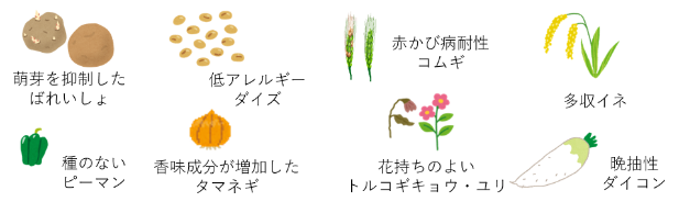 開発したゲノム編集農作物