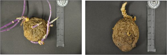 ばれいしょ野生型 (左) とゲノム編集系 統 (右)の収穫後６ヶ月の塊茎の状態