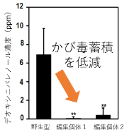 ゲノム編集コムギの切り穂の赤かび病接種試験におけるかび毒定量