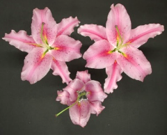 ゲノム編集ユリ系統（上２花）と野生型（下）の開花後８日目 の花の様子