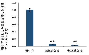 血清を用いた試験において、主要なダイズアレルゲン遺伝子（Gly m 4）欠損系統の低アレルギー性を確認