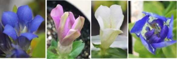 ゲノム編集により各種遺伝子をノックアウトしたリンドウ