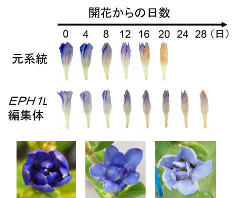 EPH1L編集による花持ち向上（上）AG1編集による八重咲きF2個体（下）