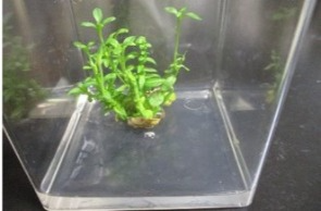 形質の固定を効率化する未受精胚珠培養・倍加処理により、植物体を育成