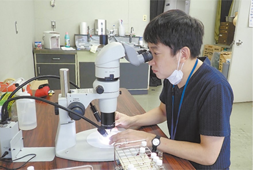 写真：顕微鏡を覗き込む馬場さん