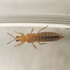 写真：アザミウマ