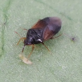 写真：タイリクヒメハナカメムシ