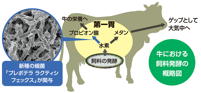 図：牛における飼料発酵の概略図