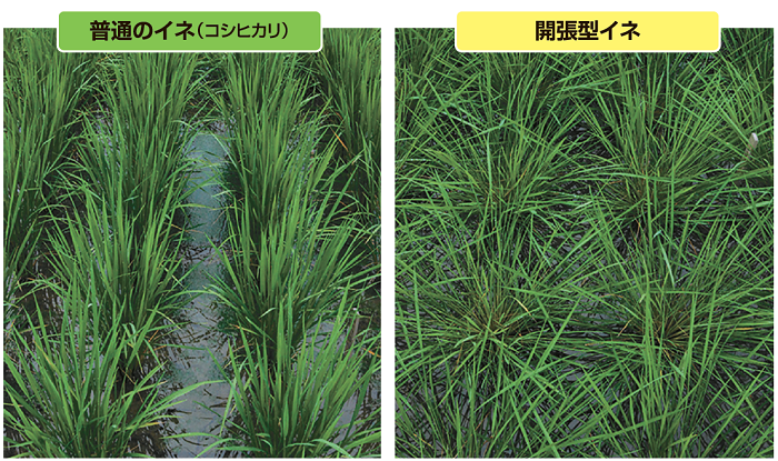 写真：普通のイネ（コシヒカリ）、開張型イネ